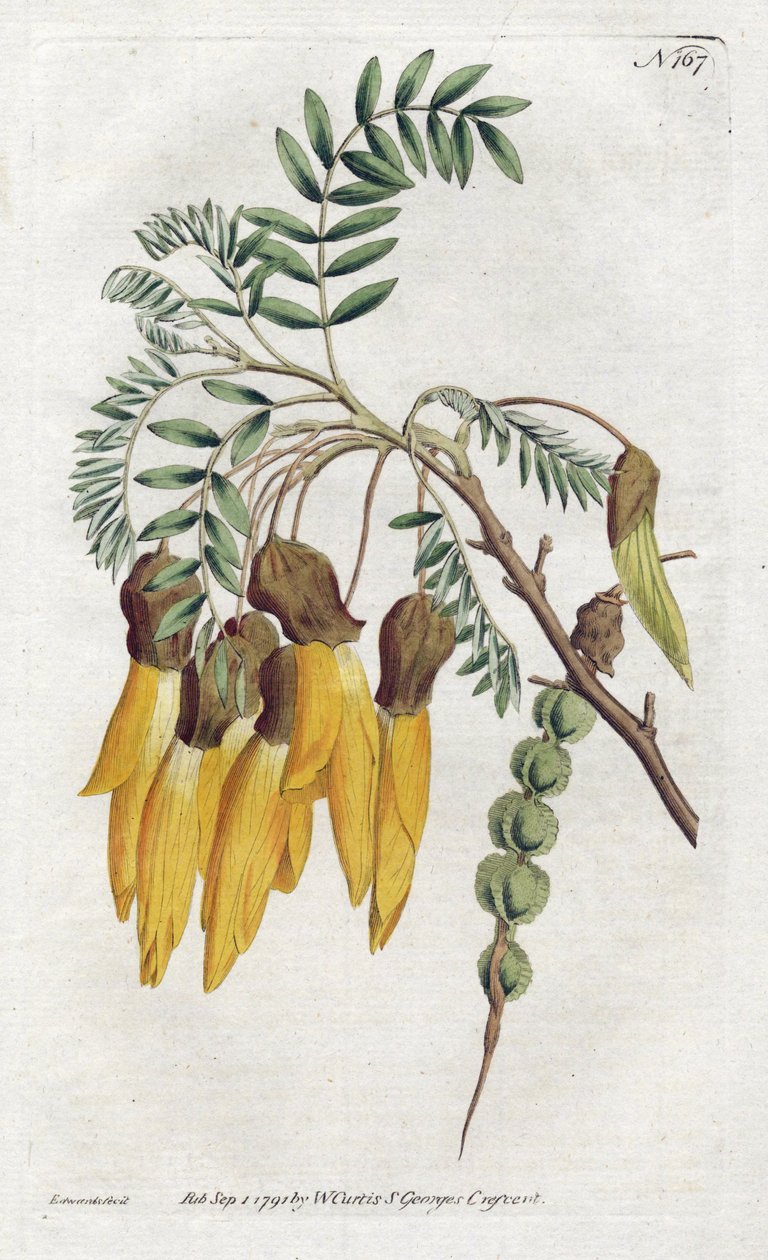 कोहाई, न्यूजीलैंड से विभिन्न प्रकार के सोफोरा - विलियम कर्टिस की वनस्पति पत्रिका (1746-1799) से सिडेनहैम एडवर्ड्स (1768-1819) द्वारा लिथोग्राफी द्वारा सिडेनहैम टीस्ट एडवर्ड्स