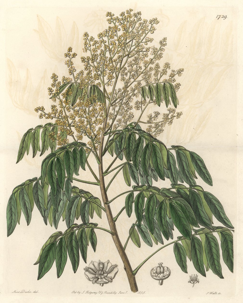 लोंगानियर, मूल रूप से चीन से - एस। वानस्पतिक रजिस्टर से सारा ऐनी ड्रेक (1803-1857) के एक चित्रण से मजबूत पानी। द्वारा सिडेनहैम टीस्ट एडवर्ड्स