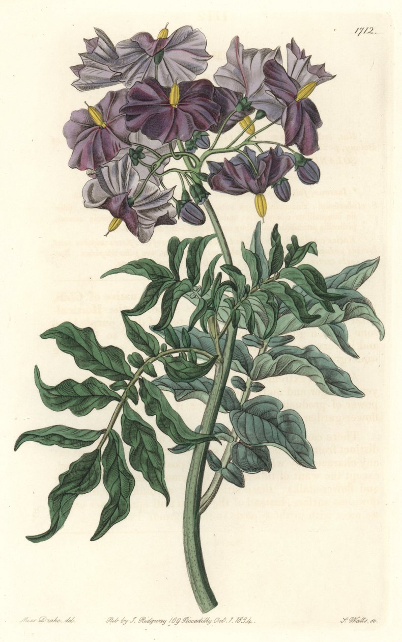मोरेल (सोलनम), चिली के मूल निवासी - बॉटनिकल रजिस्टर से सारा ऐनी ड्रेक (1803-1857) के एक चित्रण से एस। वाट्स द्वारा मजबूत पानी द्वारा सिडेनहैम टीस्ट एडवर्ड्स