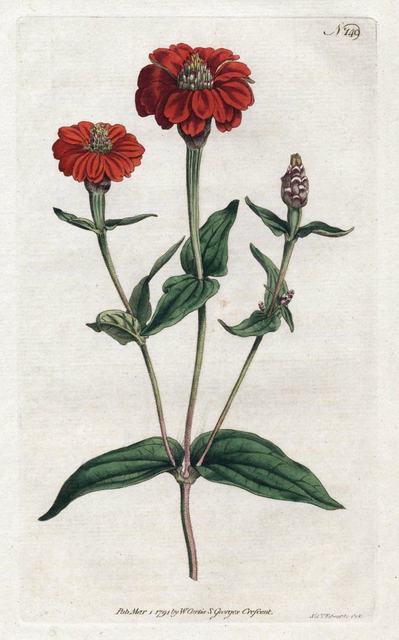 पेरुवियन झिननिया या ब्रेसीन - विलियम कर्टिस (1746-1799) द्वारा बॉटनिकल मैगज़ीन से सिडेनहैम एडवर्ड्स (1768-1819) द्वारा लिथोग्राफी द्वारा सिडेनहैम टीस्ट एडवर्ड्स