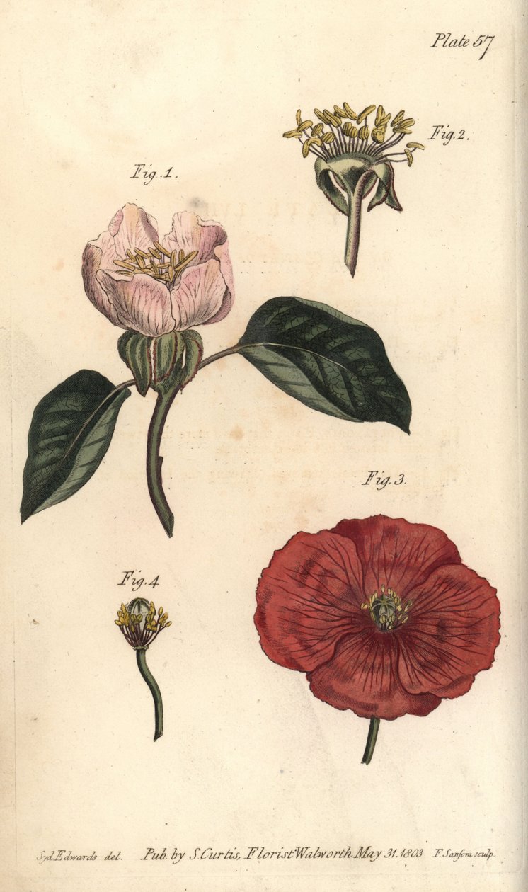 Quince फूल, Cydonia oblonga, Icosandri द्वारा सिडेनहैम टीस्ट एडवर्ड्स
