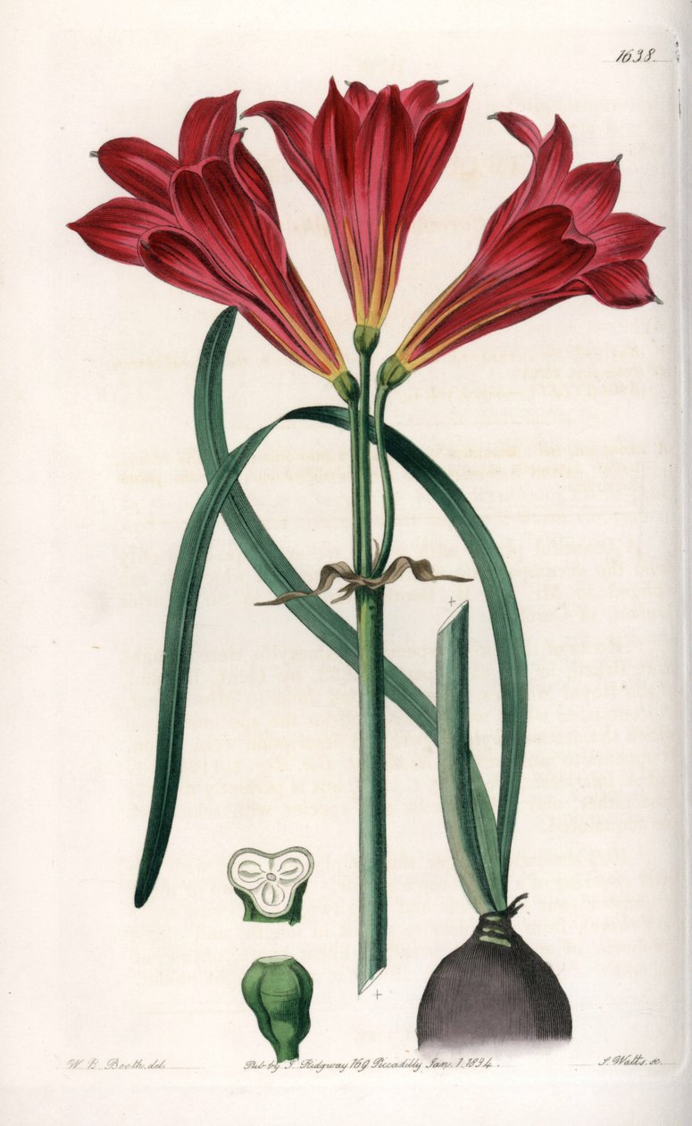 Rodophiale bifide - इंग्लैंड के सिडेनहैम एडवर्ड्स (1768-1819) के बॉटनिकल रजिस्टर से सारा ऐनी ड्रेक (1803-1857) के एक चित्रण के आधार पर, S.Watts द्वारा उत्कीर्ण बोर्ड द्वारा सिडेनहैम टीस्ट एडवर्ड्स