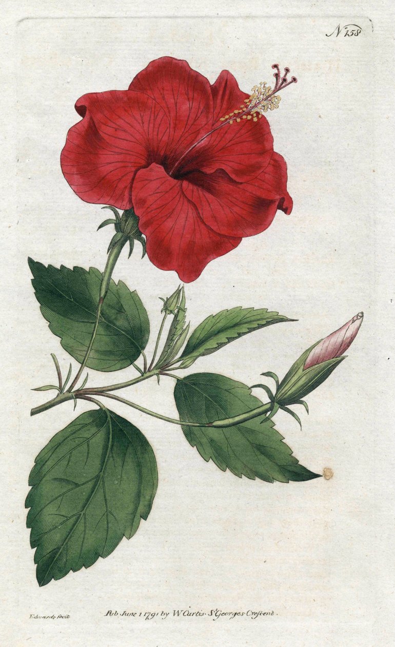 रोज डे चाइन - सिडेनहैम एडवर्ड्स द्वारा लिथोग्राफ (1768-1819), विलियम कर्टिस की बॉटनिकल मैगज़ीन की प्लेट (1746-1799) द्वारा सिडेनहैम टीस्ट एडवर्ड्स