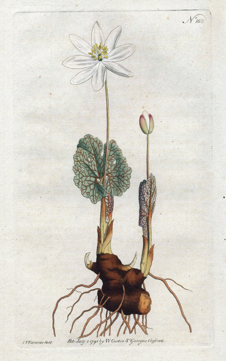 Sanguinaire du कनाडा - सिडेनहैम एडवर्ड्स द्वारा लिथोग्राफ (1768-1819), विलियम कर्टिस की बॉटनिकल मैगज़ीन की प्लेट (1746-1799) द्वारा सिडेनहैम टीस्ट एडवर्ड्स