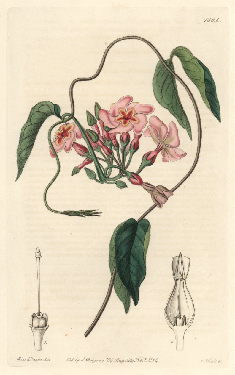 स्टेलर इचिट, ब्राजील के मूल निवासी - बॉटनिकल रजिस्टर से सारा ऐनी ड्रेक (1803-1857) के एक चित्रण से एस। वाट्स द्वारा वाटर फोर्ट द्वारा सिडेनहैम टीस्ट एडवर्ड्स