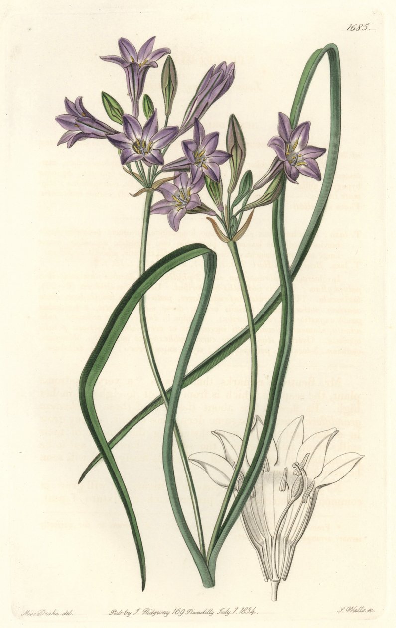 Triteleia ou brodiacea lache - बॉटनिकल रजिस्टर से सारा ऐनी ड्रेक (1803-1857) के एक दृष्टांत से एस. वाट्स द्वारा वाटर फोर्टे द्वारा सिडेनहैम टीस्ट एडवर्ड्स
