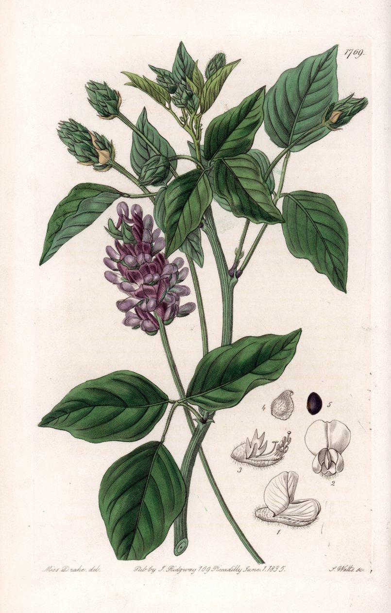 Variete de Psoralea - इंग्लैंड के सिडेनहैम एडवर्ड्स (1768-1819) के बॉटनिकल रजिस्टर से सारा ऐनी ड्रेक (1803-1857) के एक चित्रण से एस। वाट्स द्वारा उत्कीर्ण बोर्ड द्वारा सिडेनहैम टीस्ट एडवर्ड्स