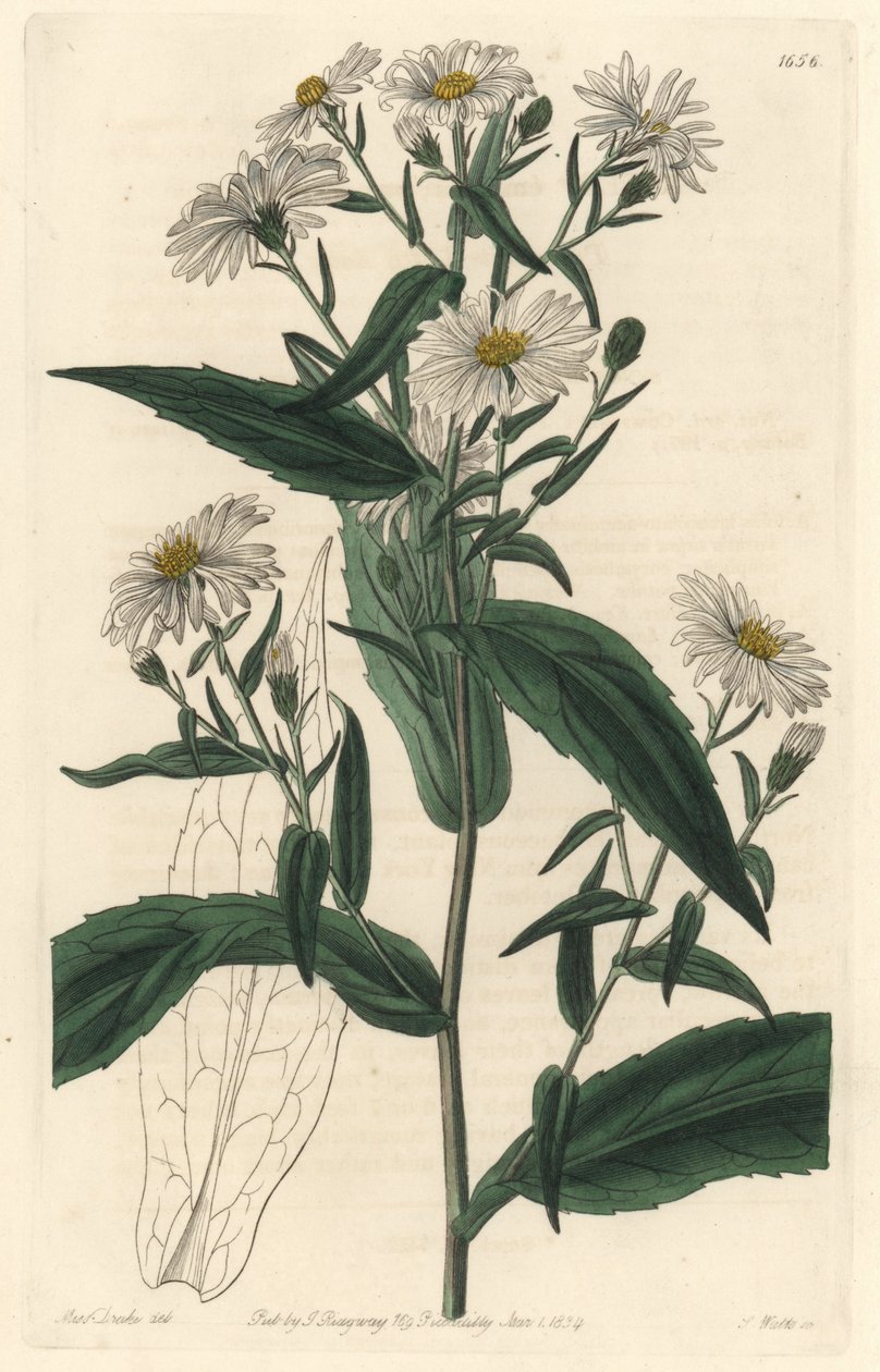 वर्जिन एस्टर या हार्वेस्टर - एस। वाट्स स्ट्रांग वाटर, सारा ऐनी ड्रेक (1803-1857) द्वारा एक चित्रण से, बॉटनिकल रजिस्टर से द्वारा सिडेनहैम टीस्ट एडवर्ड्स