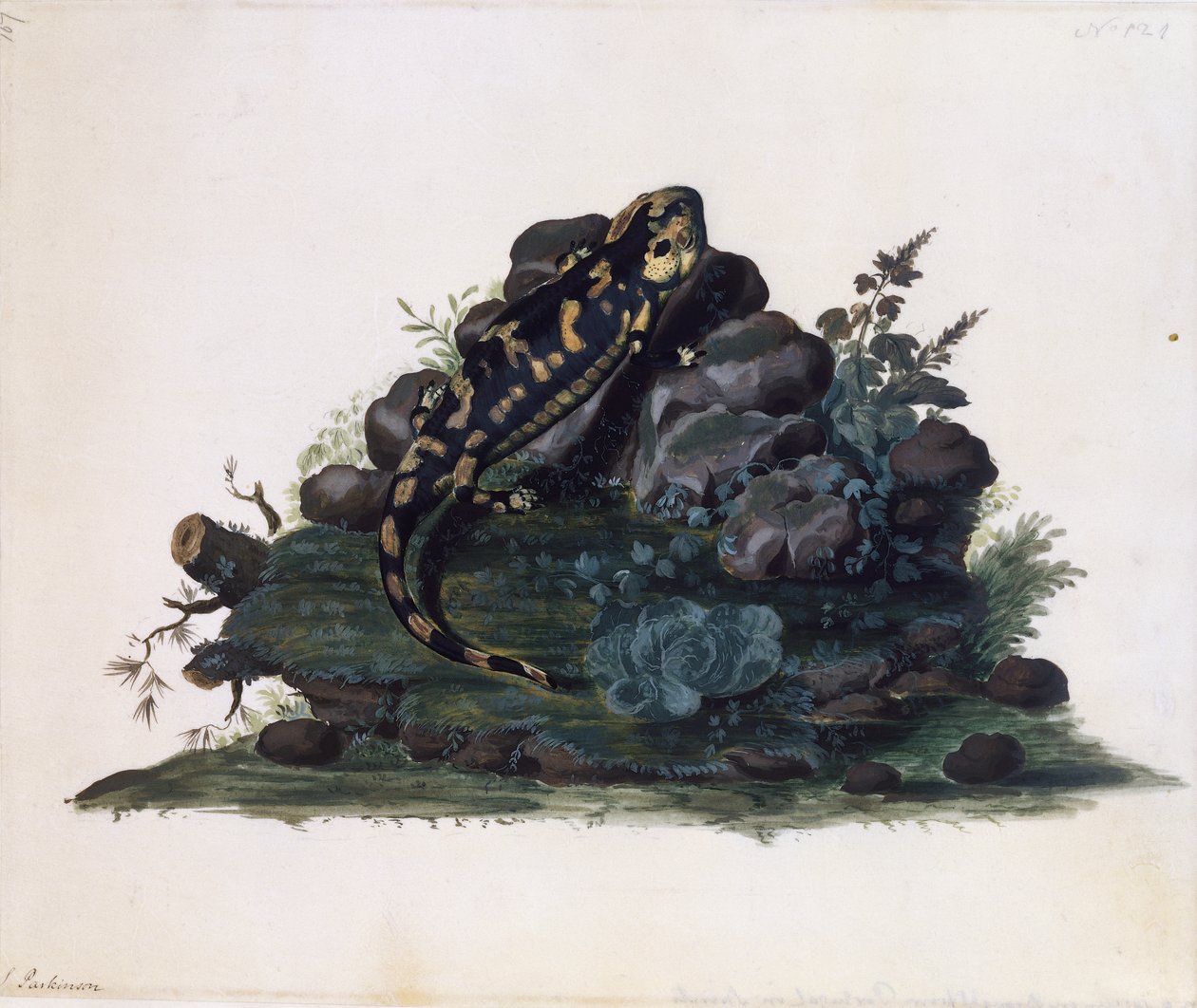 समन्दर, सिडनी पार्किंसन द्वारा जल रंग (सीए 1745-1771), यूके द्वारा सिडनी पार्किंसंस
