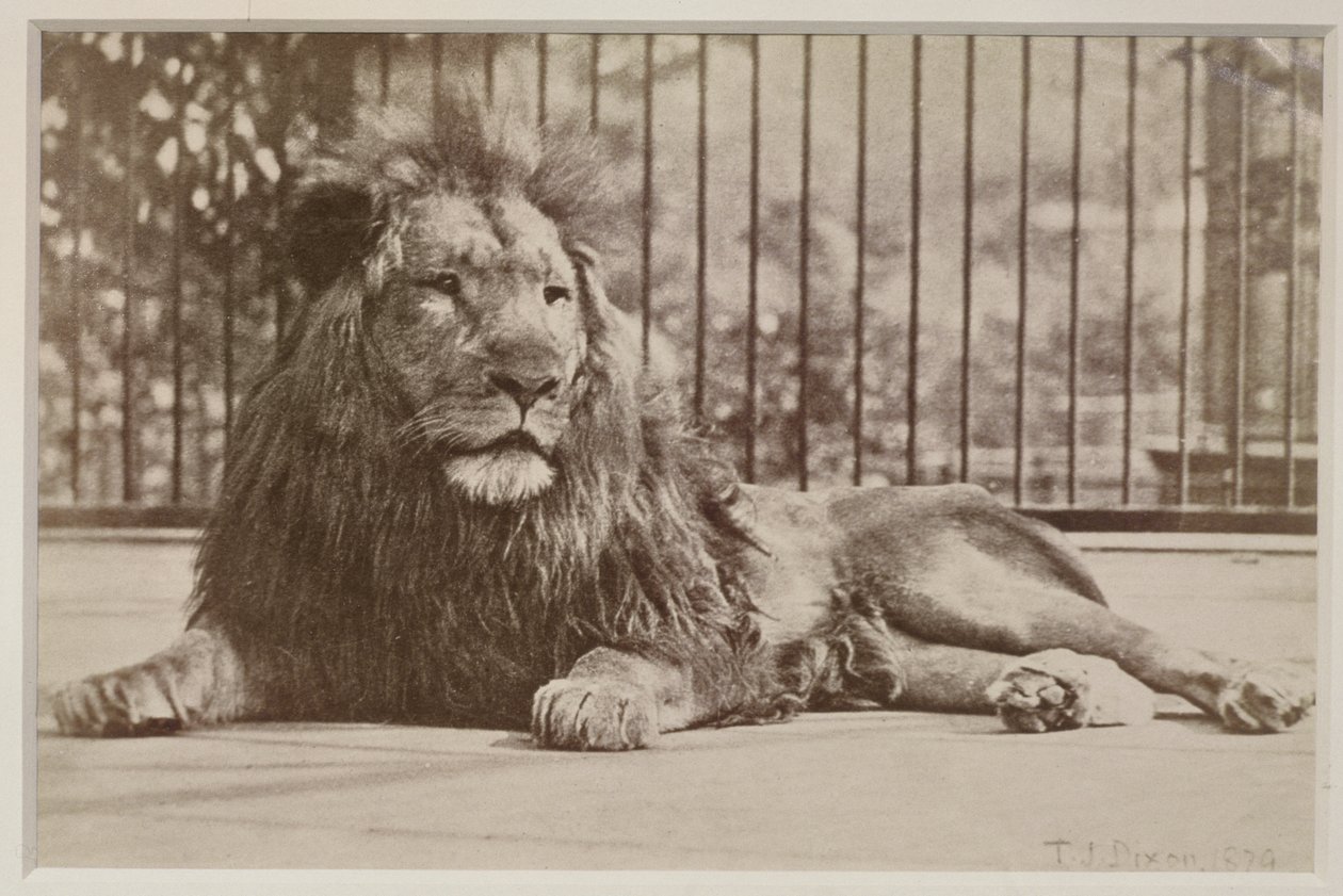 बंदी शेर, 1879 (एल्बम प्रिंट) द्वारा टीजे डिक्सन