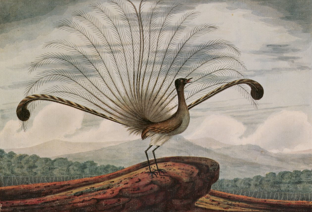 Lyrebird: mamura superba, 1813  द्वारा टीआर ब्राउन