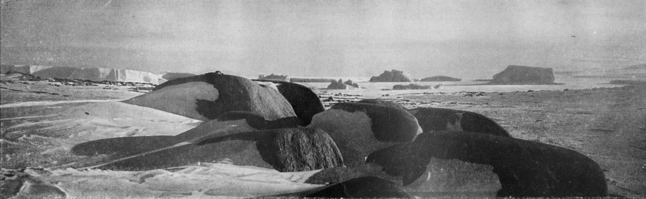 केप रॉबर्ट्स में प्राचीन ग्लेशियरों द्वारा योजनाबद्ध ग्रेनाइट ब्लॉक, c1911, 1913। द्वारा टी। ग्रिफ़िथ टेलर
