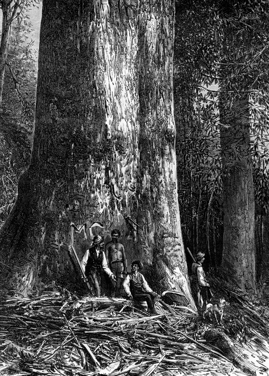 विशालकाय नीलगिरी, ऑस्ट्रेलिया, 1886 द्वारा टेलर