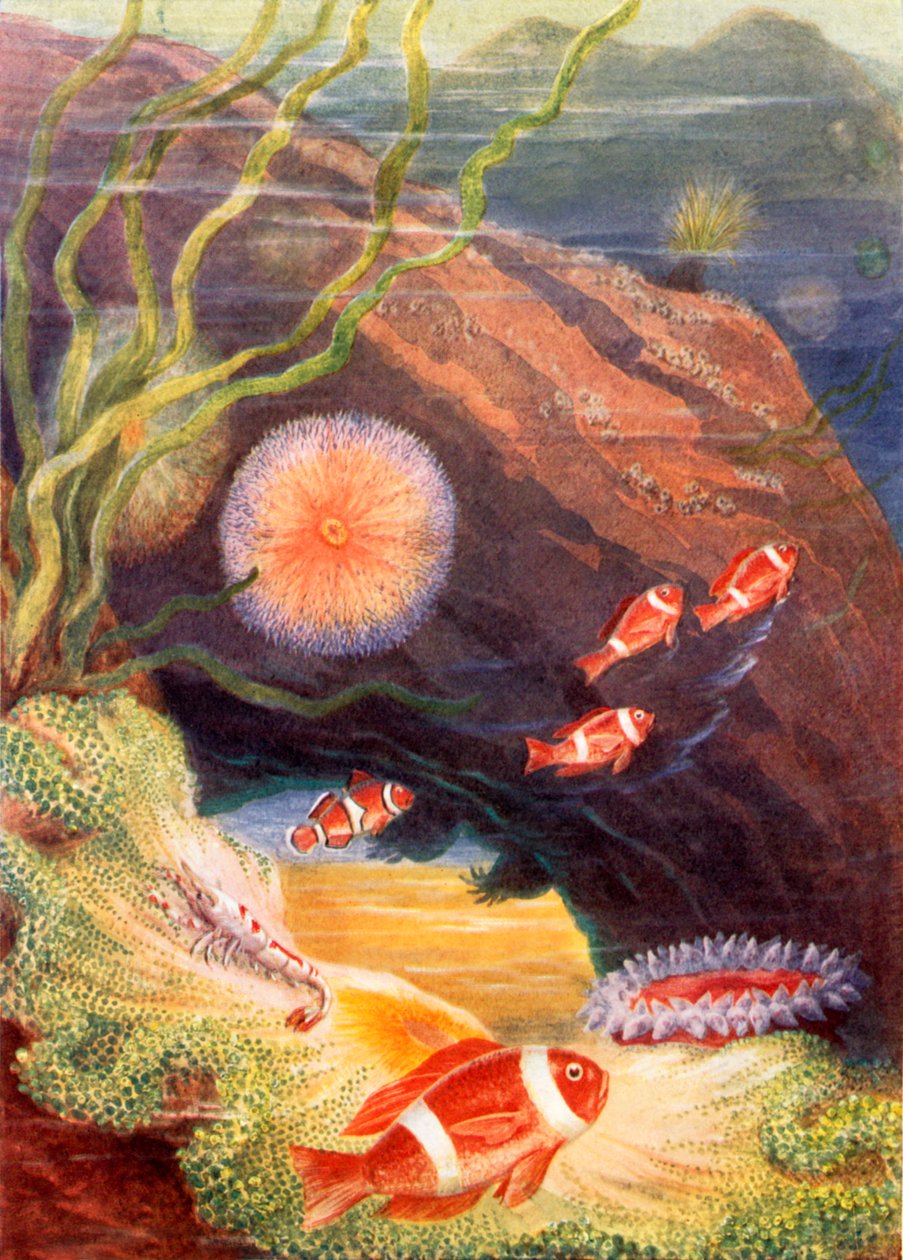  द्वारा Theobald Carreras