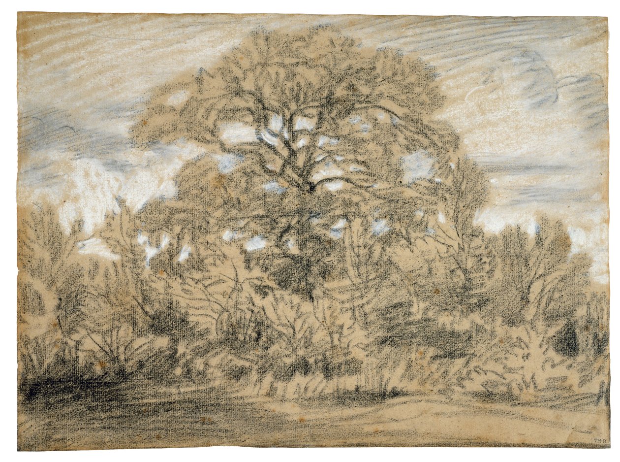 एक ओक ट्री का अध्ययन, c.1862 (काले और सफेद चाक को कागज़ पर) द्वारा पियरे इटियेन थियोडोर रूसो