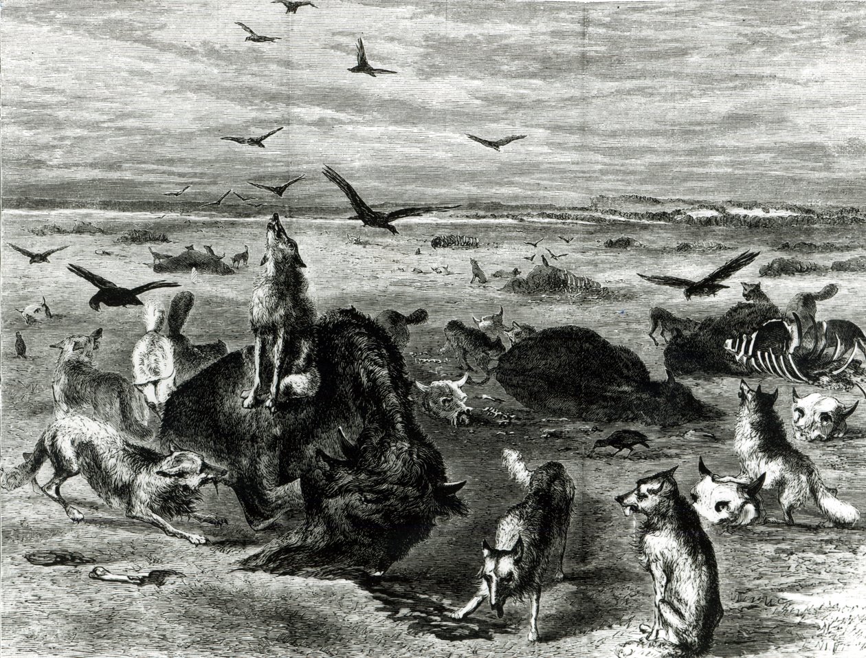मैदानों पर भैंस का वध, हार्पर्स वीकली 1872 से द्वारा थियोडोर रसेल डेविस