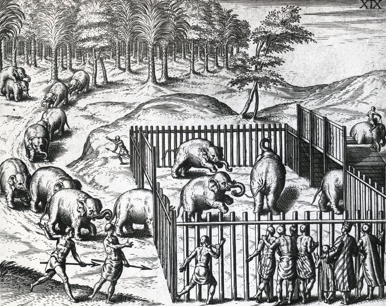 थिओडोर डी ब्राय (1528-1598), उत्कीर्णन द्वारा, अब म्यांमार के पेगू राज्य में हाथी का शिकार द्वारा थियोडोर डी ब्राय