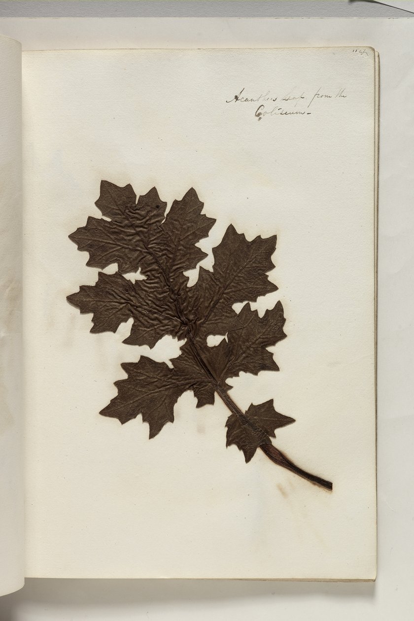कोलिज़ीयम से Acanthus Leaf, c.1832 (कागज पर पौधे के नमूने के साथ कलम और स्याही) द्वारा थॉमस कोल