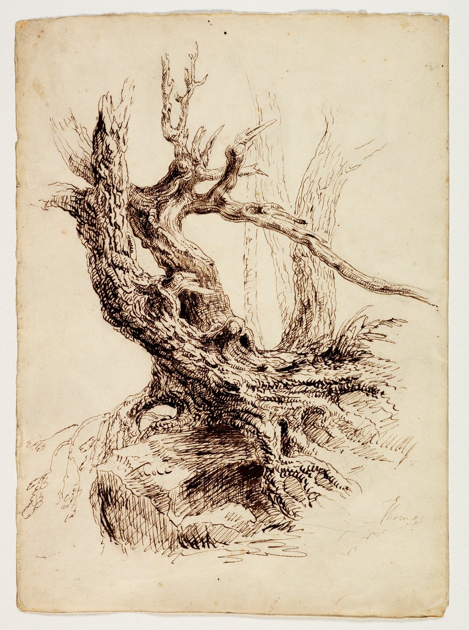 Gnarled Tree Trunk, c.1826 (पेन एंड ब्राउन स्याही ओवर ग्रेफाइट पेंसिल, क्रीम वोव पेपर पर) द्वारा थॉमस कोल