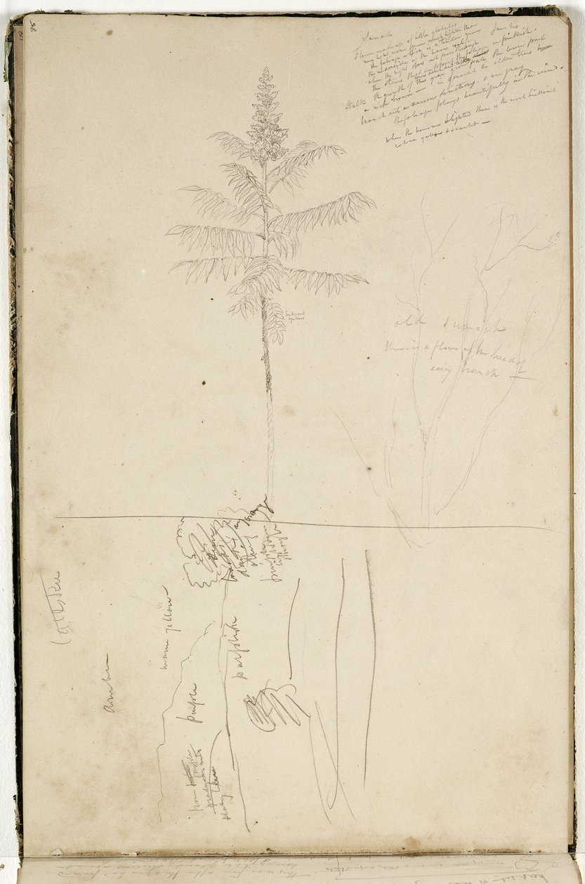 कैट्सकिल लैंडस्केप का शीर्षक रहित, स्केच और समैक ट्री का अध्ययन, c.1832 (ऑफ-व्हाइट वॉव पेपर पर ग्रेफाइट पेंसिल) द्वारा थॉमस कोल