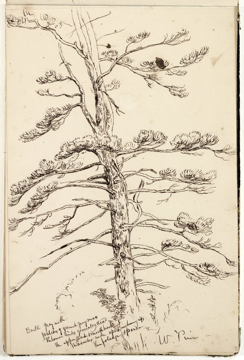 सफेद पाइन, c.1832 (कागज पर पेंसिल पर स्याही और स्याही) द्वारा थॉमस कोल