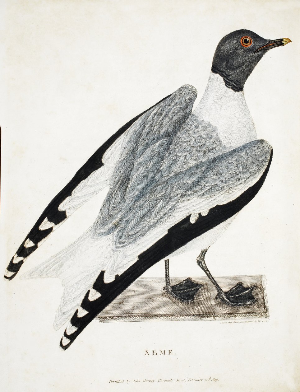Xeme, ए वॉयज ऑफ डिस्कवरी से चित्रण ..., 1819 (हाथ से रंगा हुआ उत्कीर्णन) द्वारा थॉमस लेविन