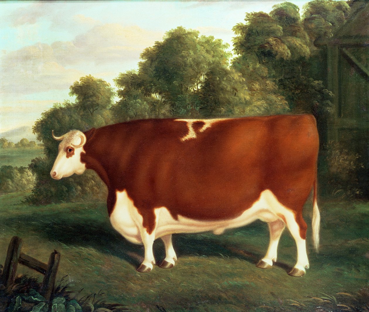 ऑक्स, c.1850 द्वारा थॉमस रोएबक