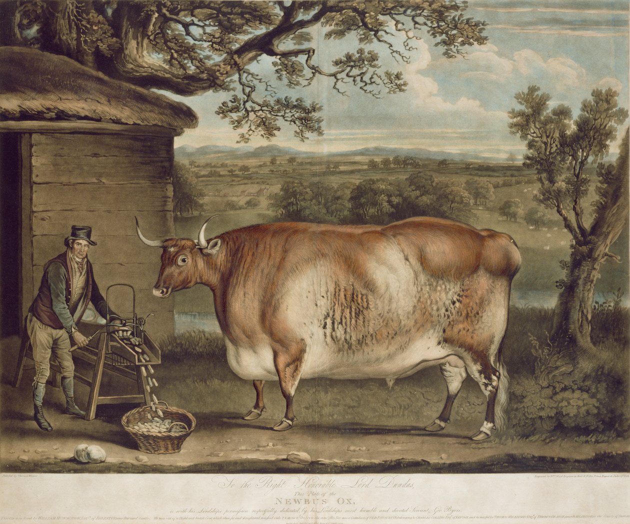 डब्ल्यू। वार्ड द्वारा उत्कीर्ण द न्यूबस ऑक्स, 1812 (रंग उत्कीर्णन) द्वारा थॉमस वीवर