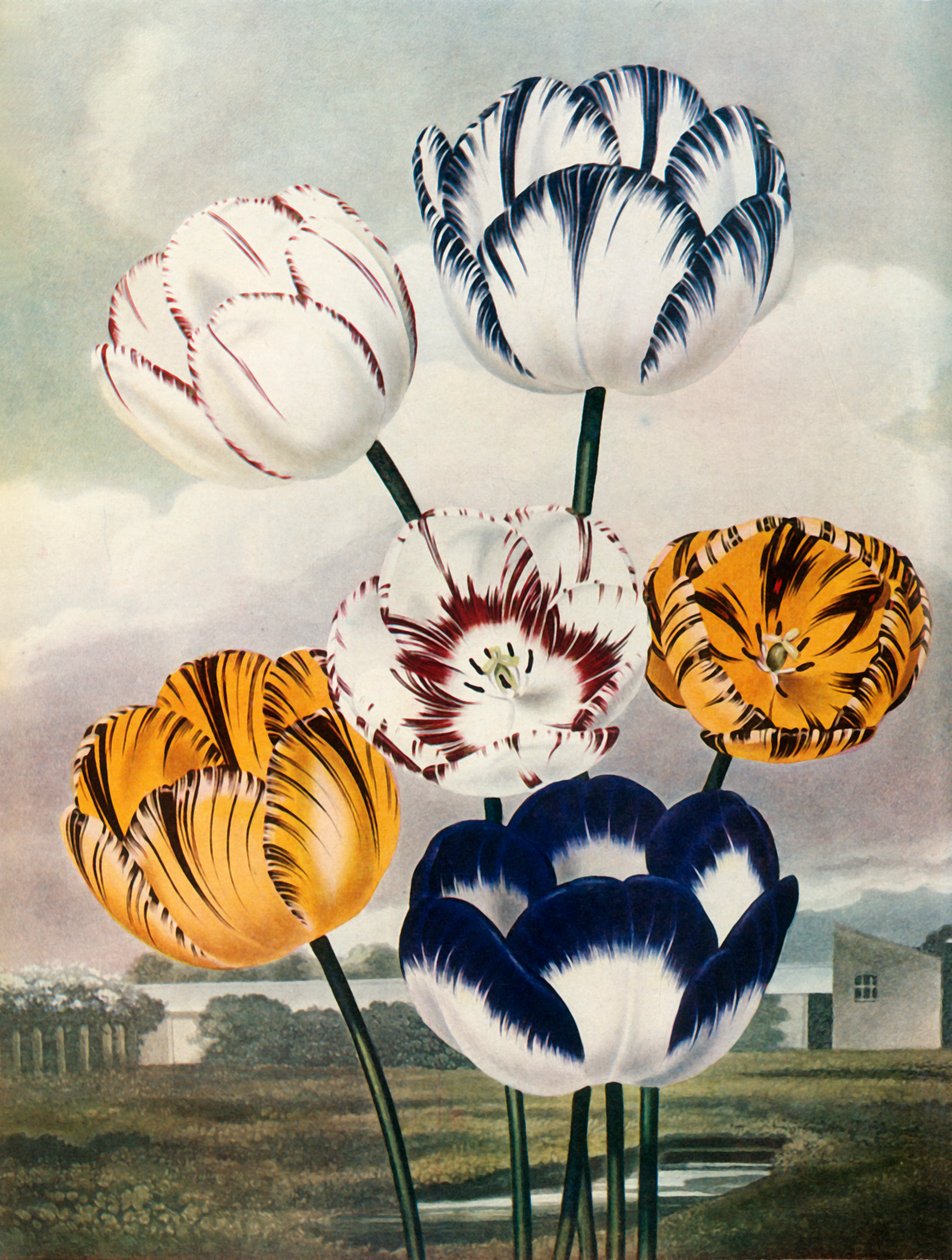 ट्यूलिप, c1802-1821, 1948। द्वारा थॉमस बैक्सटर
