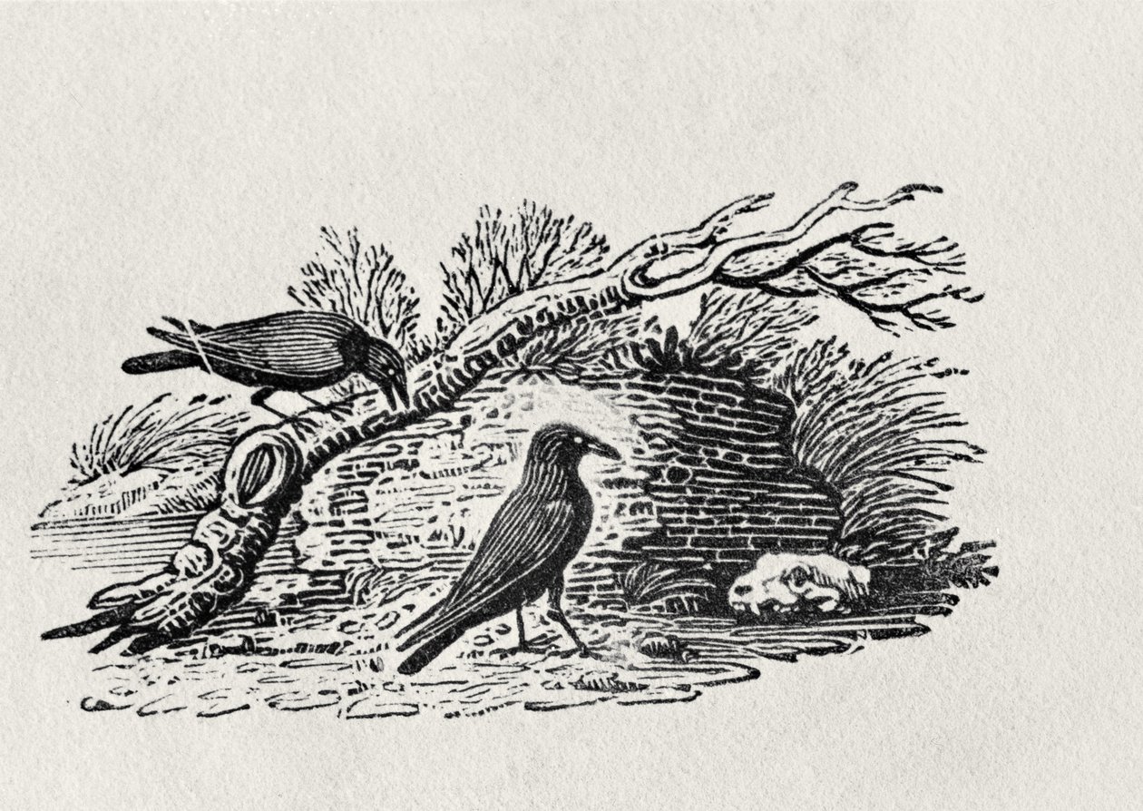 कौवे (Corvus corone corone) ने &39;हिस्ट्री ऑफ ब्रिटिश बर्ड्स&39; वॉल्यूम I, पब से। 1797 (लकड़ी की नक्काशी) द्वारा थॉमस बेविक