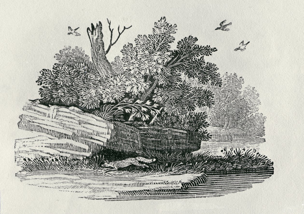 फॉक्स भागने, &39;द जनरल हिस्ट्री ऑफ क्वाड्रुपेड्स&39; से, 1790 प्रकाशित (लकड़ी की नक्काशी) द्वारा थॉमस बेविक