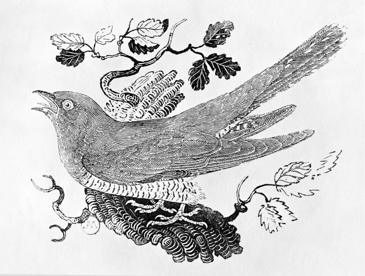 कोयल (Cuculus canorus) &39;ब्रिटिश बर्ड्स वॉल्यूम का इतिहास&39;, पब से 1797 (लकड़ी की नक्काशी) द्वारा थॉमस बेविक