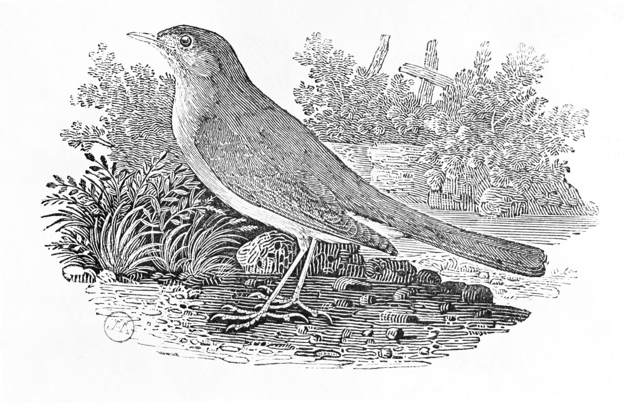 नाइटिंगेल (ल्युसिनिया मीगेरिनचोस) &39;हिस्ट्री ऑफ़ बर्ड्स बर्ड्स&39; वॉल्यूम I, पब से। 1797 (लकड़ी की नक्काशी) द्वारा थॉमस बेविक