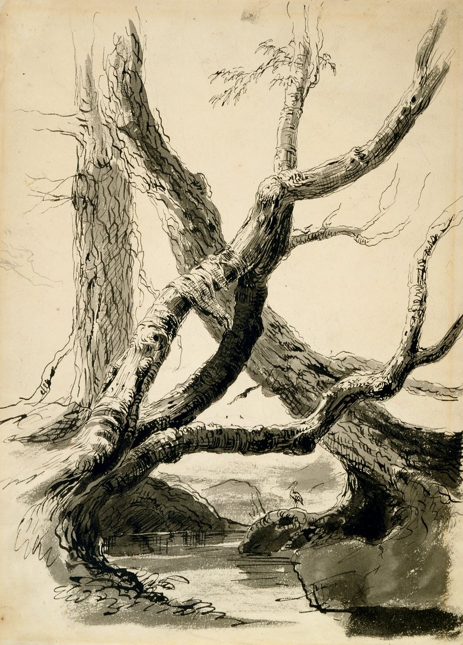 ट्री चड्डी का स्केच, c.1825-40 (काली स्याही, कलम, सफ़ेद कागज पर पेंसिल और बर्तन) द्वारा थॉमस कोल