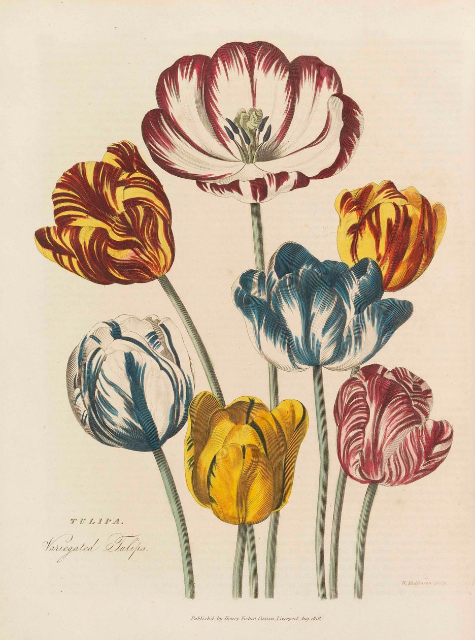 यूनिवर्सल हर्बल, 1824। द्वारा थॉमस ग्रीन