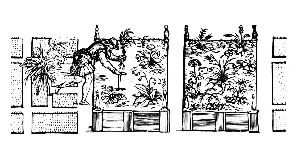 1586 में &39;द गार्डनर की भूलभुलैया&39; से उठे हुए बिस्तरों में रोपण द्वारा थॉमस हिल
