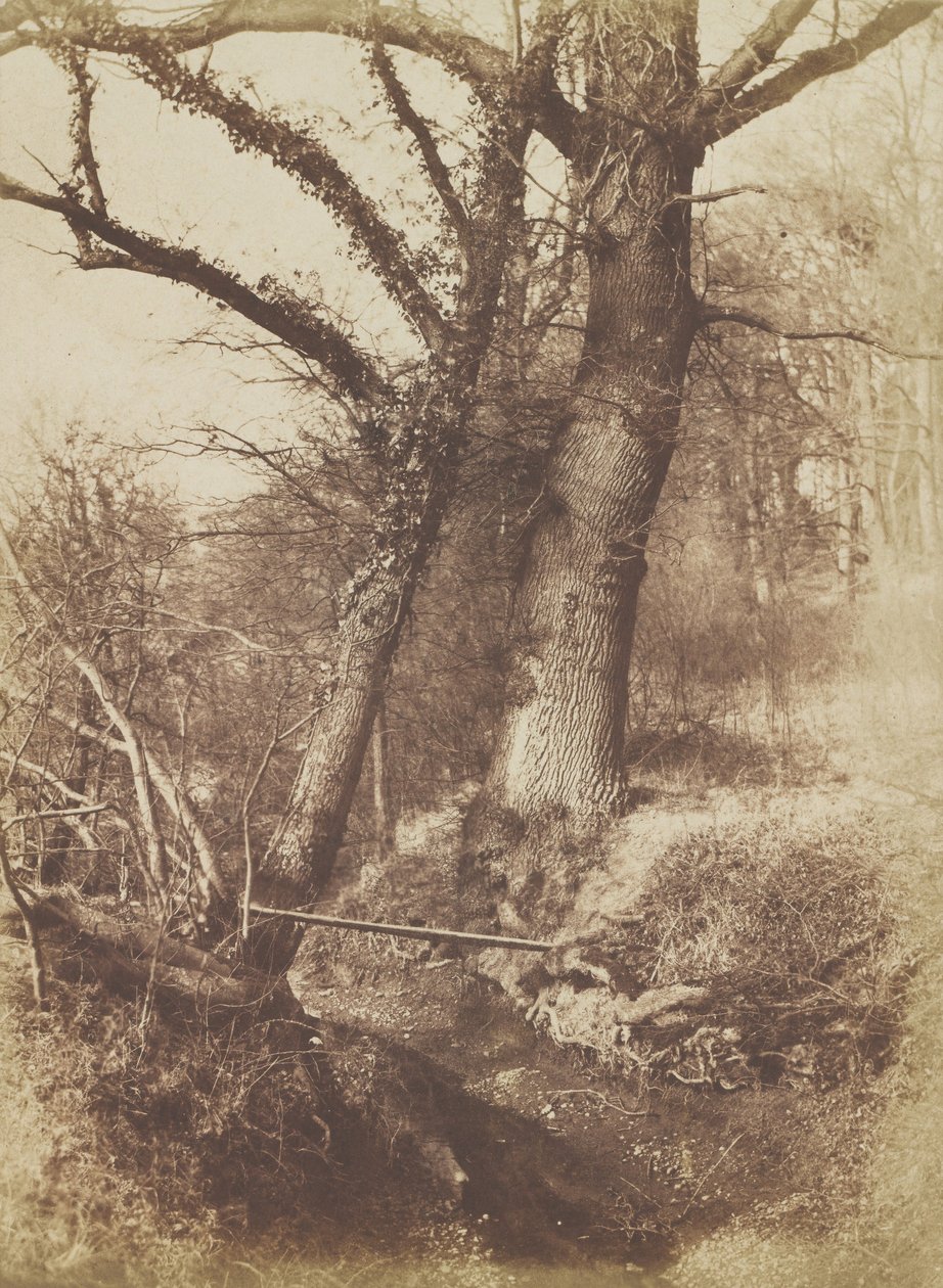 पेड़, 1854-57। द्वारा थॉमस कीथो
