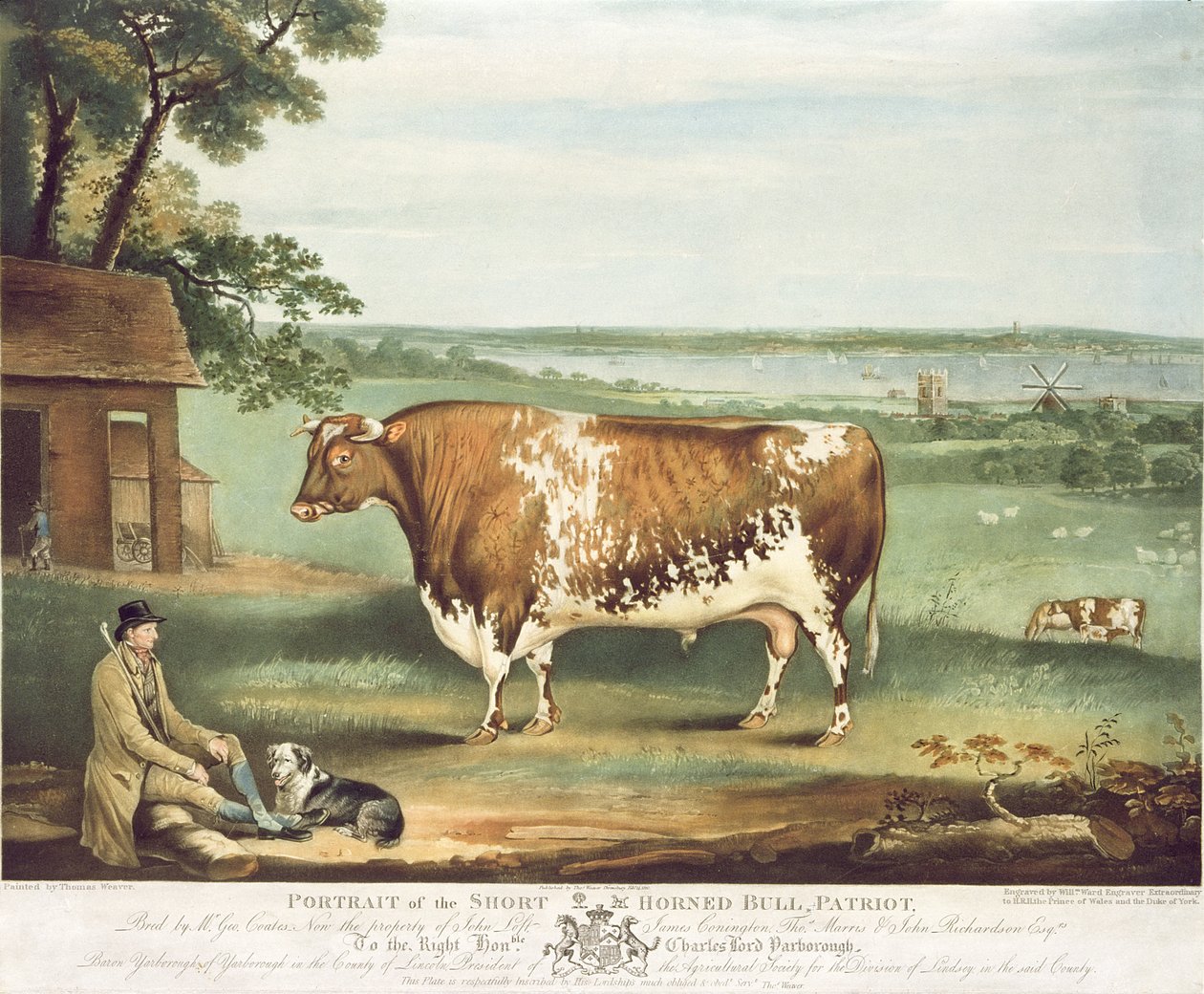 विलियम हॉर्न, क्रूज़बरी, 1810 (रंग उत्कीर्णन) द्वारा उकेरे गए एक छोटे सींग वाले बैल, पैट्रियट द्वारा थॉमस वीवर
