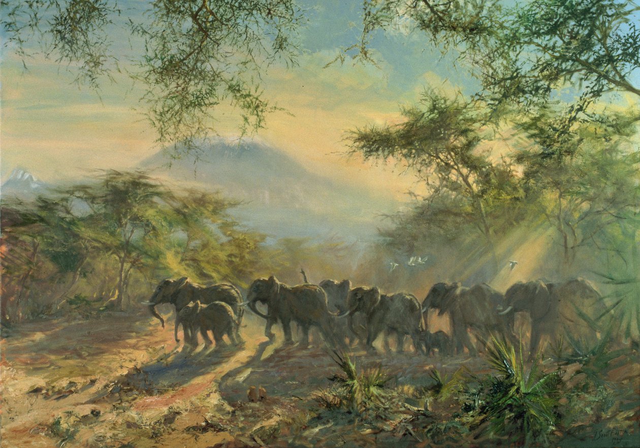 हाथी, किलिमंजारो, 1995 द्वारा टिम स्कॉट बोल्टन