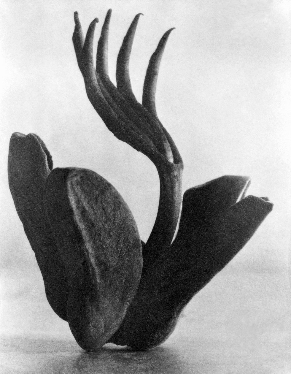 फ्लोर डी मनिता, मेक्सिको सिटी, 1925 द्वारा टीना मोडोटी