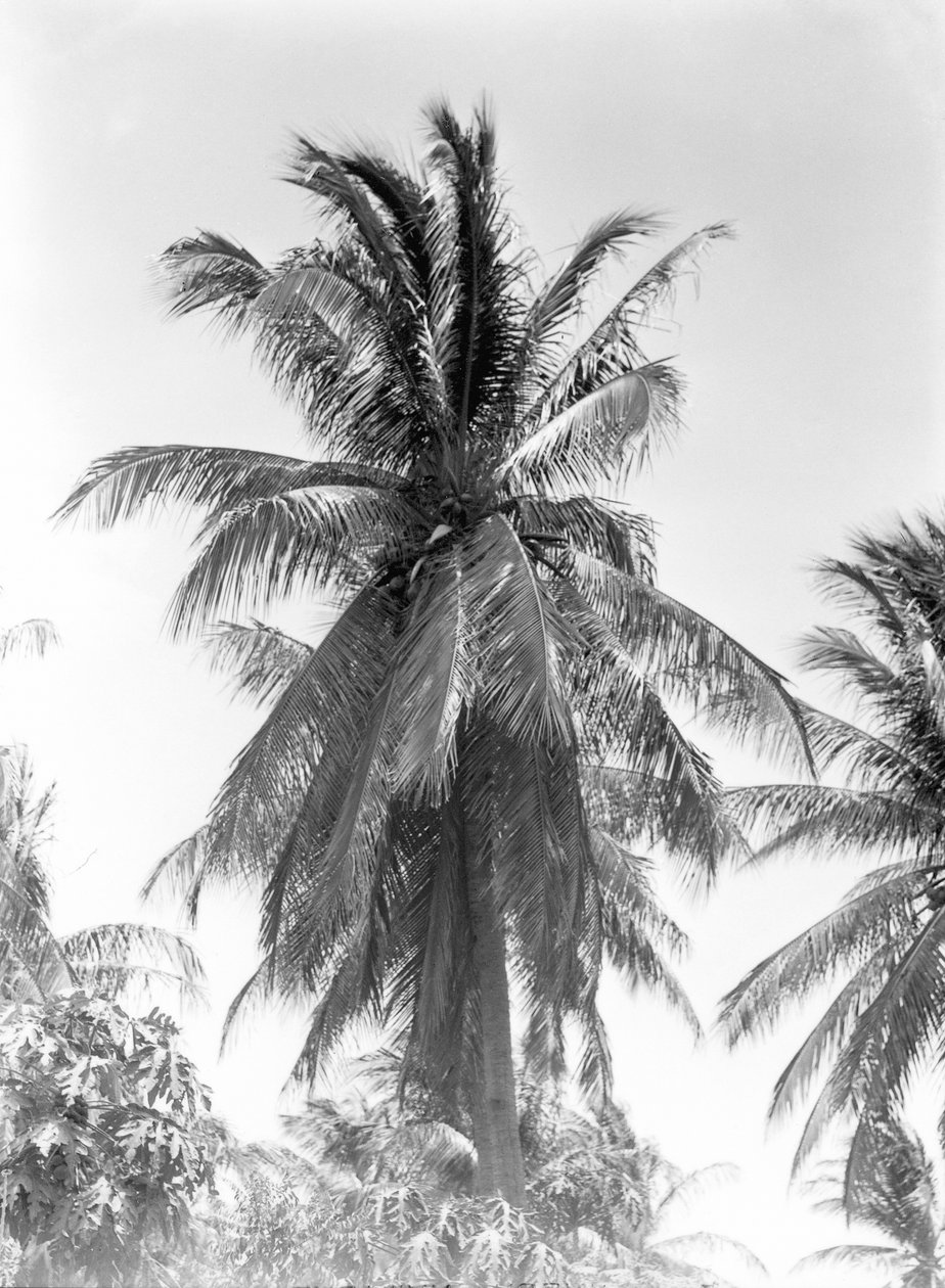 पाम ट्री, 1925 द्वारा टीना मोडोटी