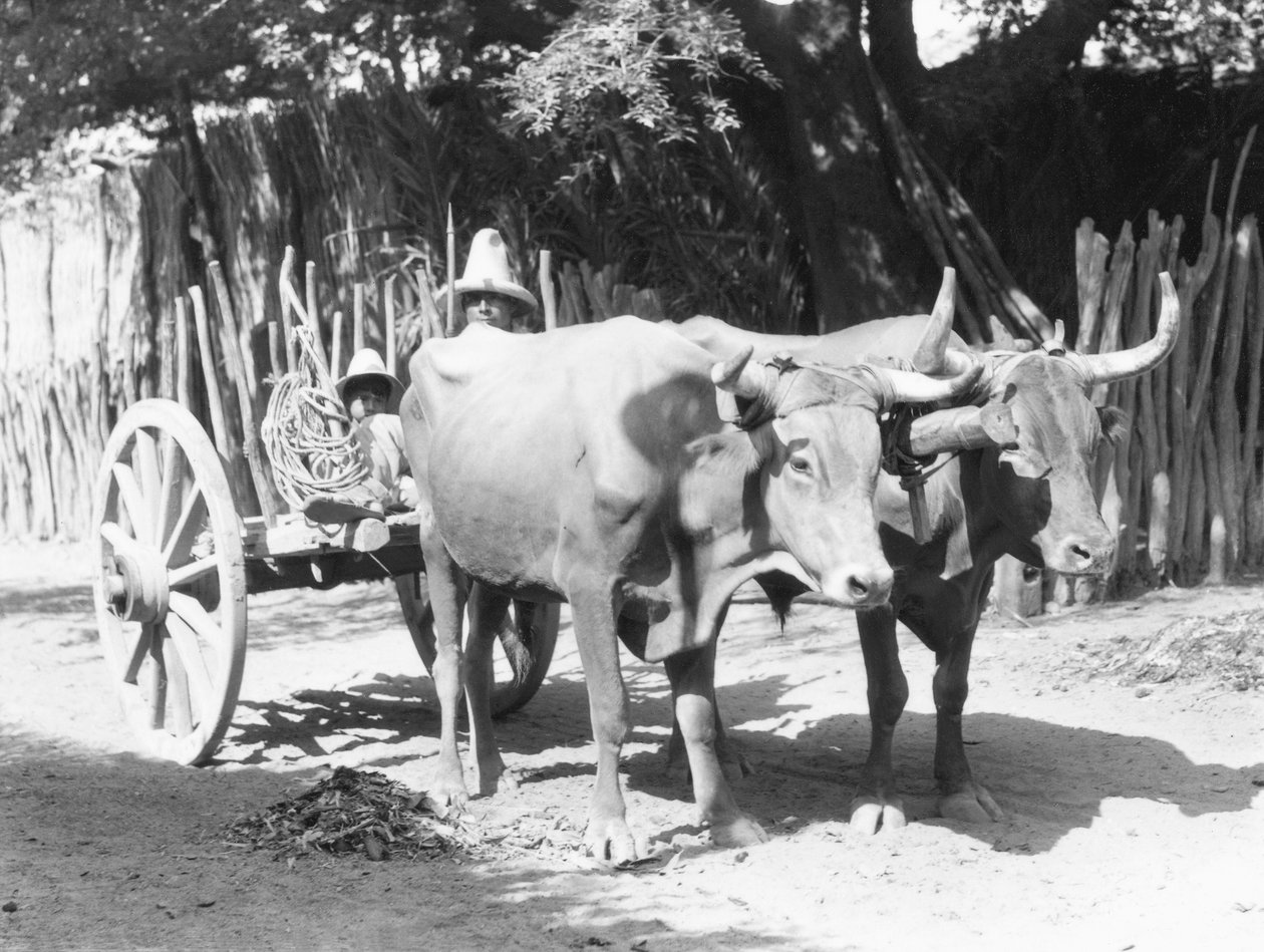 ओक्सेन, मैक्सिको की टीम, c.1927 द्वारा टीना मोडोटी
