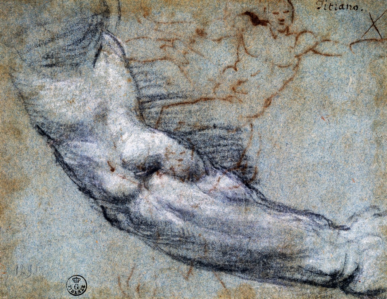 हाथ का अध्ययन, टिटियन द्वारा (सीए 1488-1576), ड्राइंग द्वारा टिटियन (c.1488-1576)