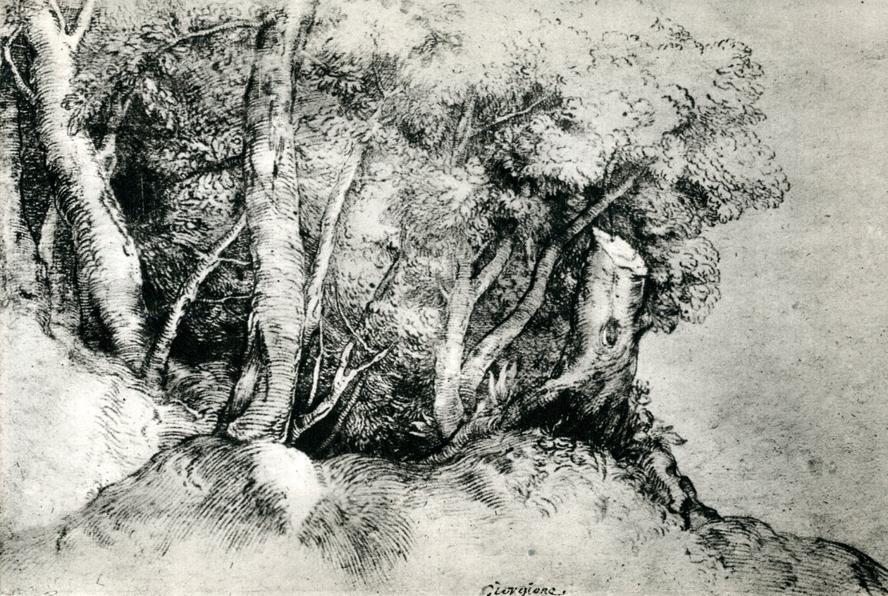 वन लैंडस्केप, c1516-1518, 1937 द्वारा टिज़ियानो वेकेली