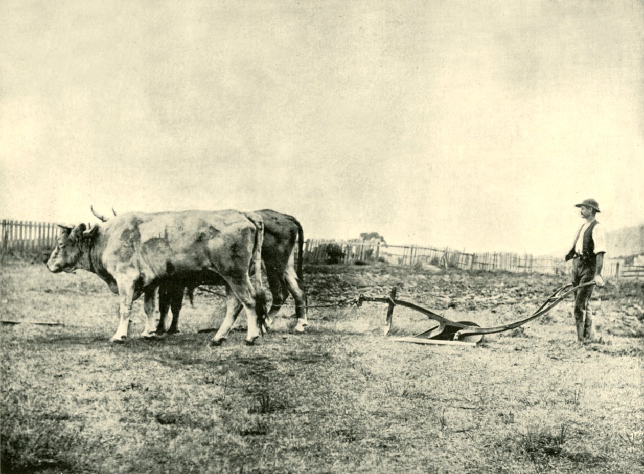 एक बैल हल टीम, 1901। द्वारा अज्ञात