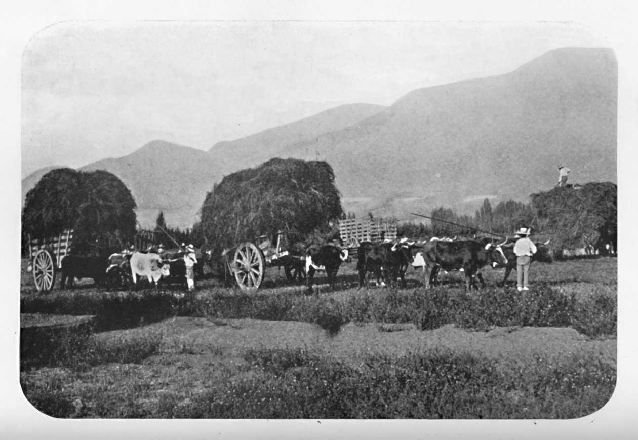 ए चिलियान हार्वेस्ट, 1911 द्वारा अज्ञात