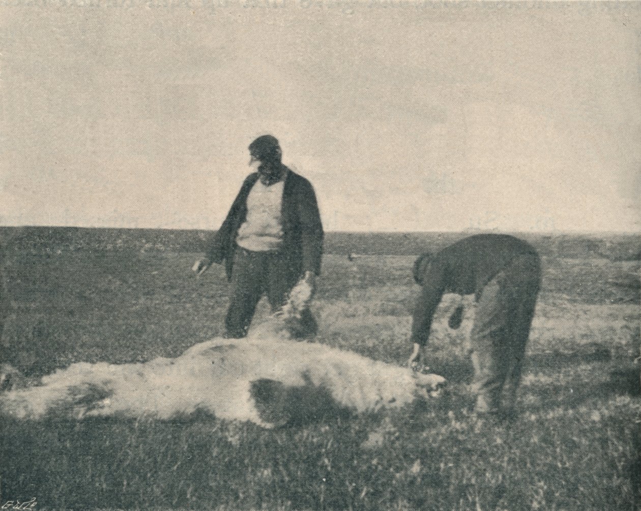 21 अगस्त, 1893, 1893 1897 को रेनडियर द्वीप पर एक मृत भालू द्वारा अज्ञात