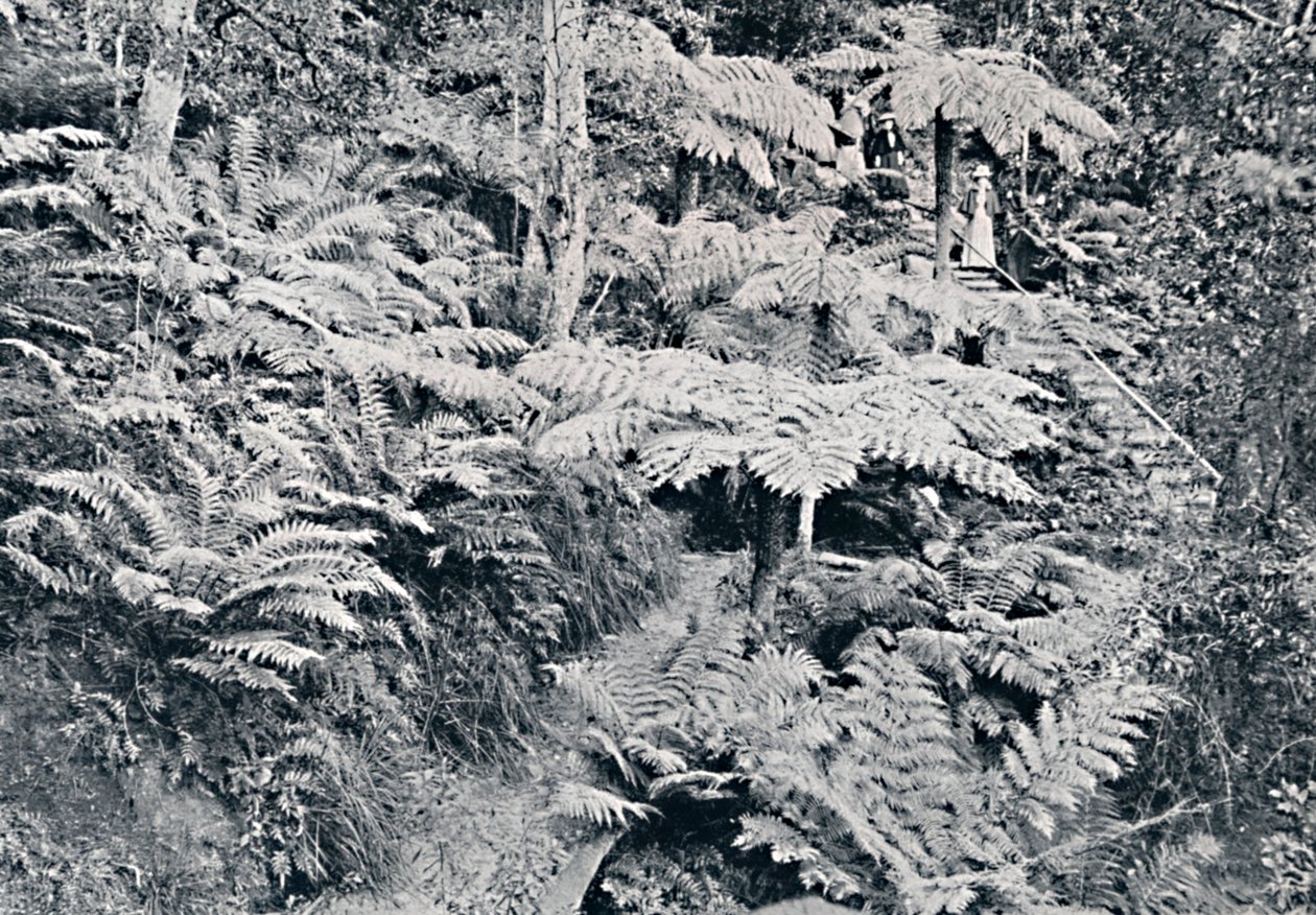 ट्री फर्न्स का एक जंगल, लेउरा, ब्लू पर्वत, c1900। द्वारा अज्ञात
