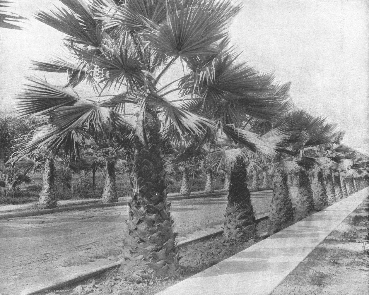 लॉस एंजिल्स, कैलिफोर्निया, संयुक्त राज्य अमेरिका में एक पाम एवेन्यू, c1900। द्वारा अज्ञात