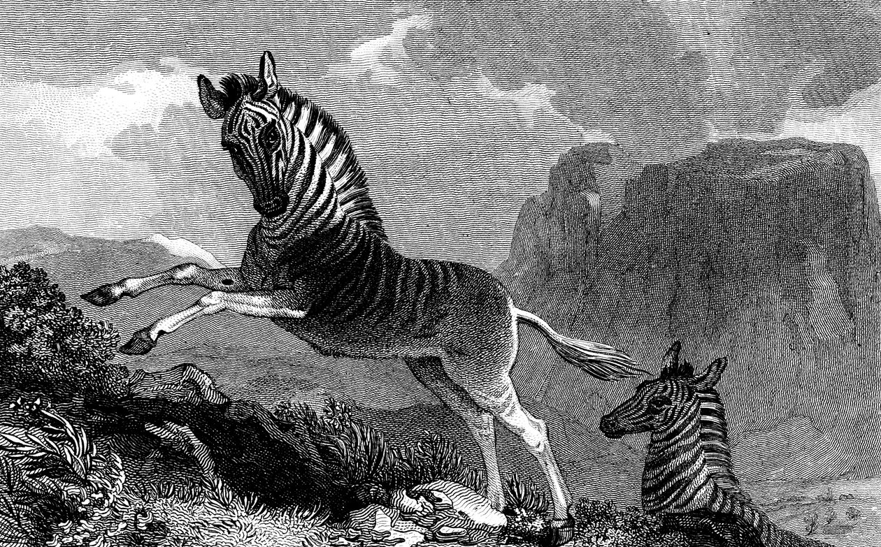 ए क्वागा, 1815 द्वारा अज्ञात